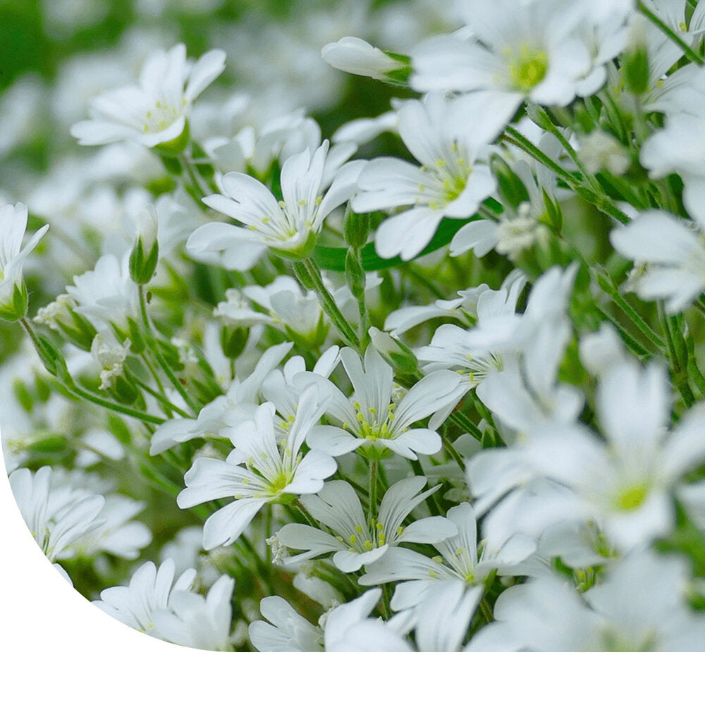  Hoornbloem - Cerastium Biebersteinii