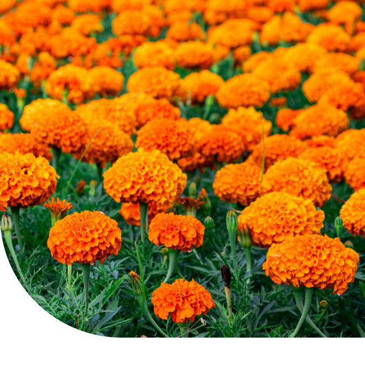  Hoge Afrikaantjes 'Sunset Giants'