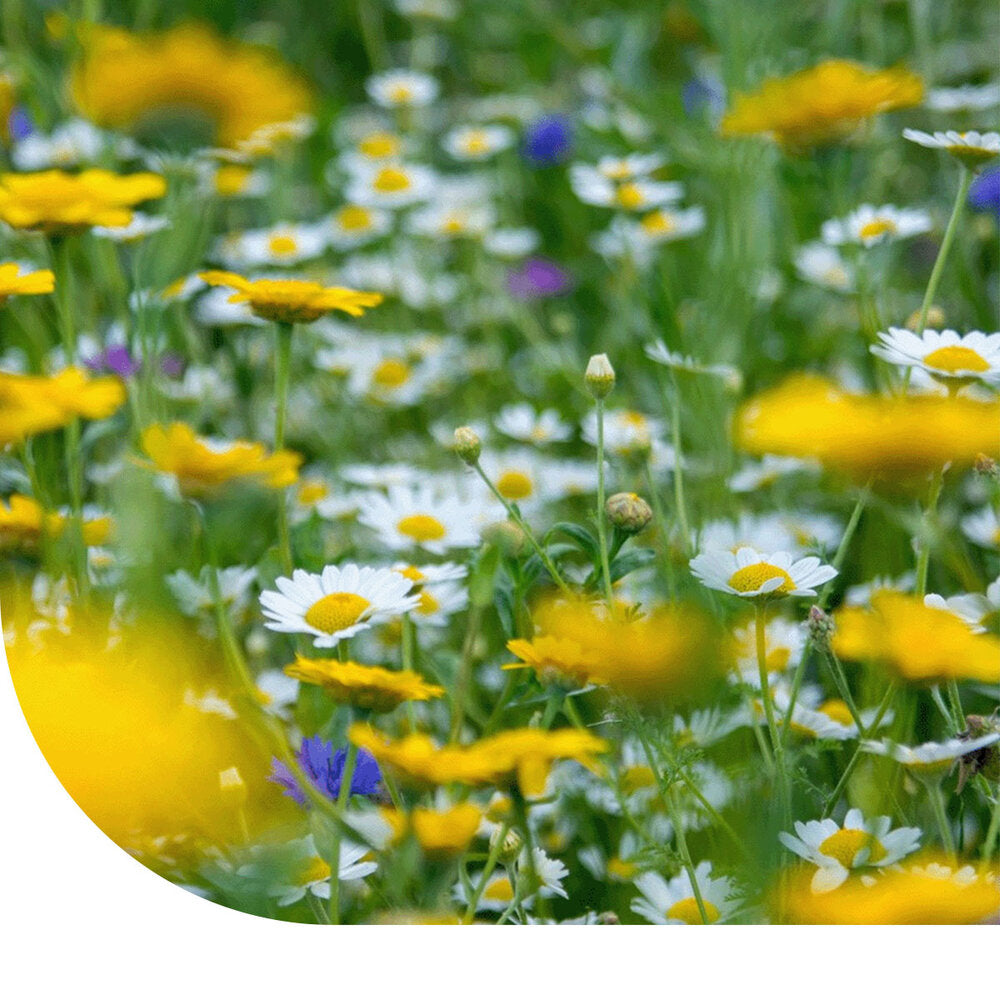  G1 - Bloemrijk Graslandmengsel