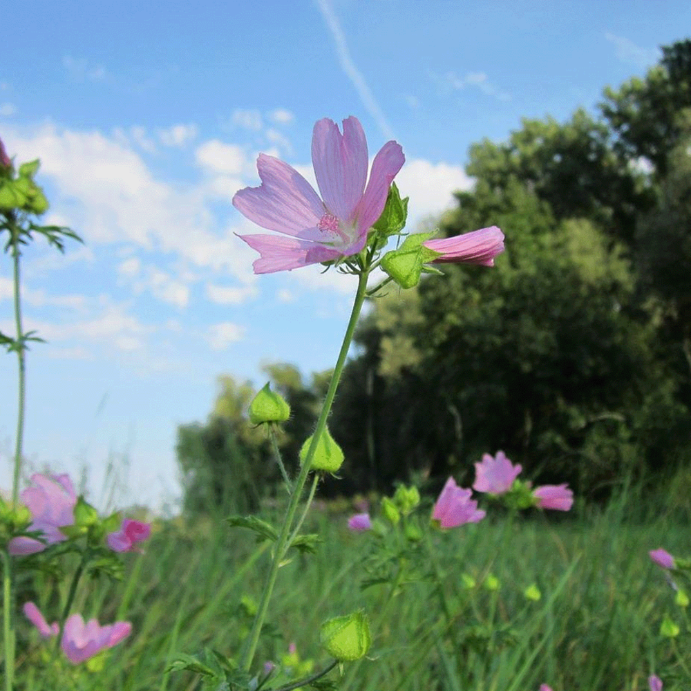  Bosrand Bloemenmengsel Schaduw Inheems - Meerjarig