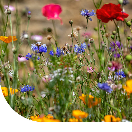  Wildbloemenmengsel één- En Meerjarig - 40 Soorten