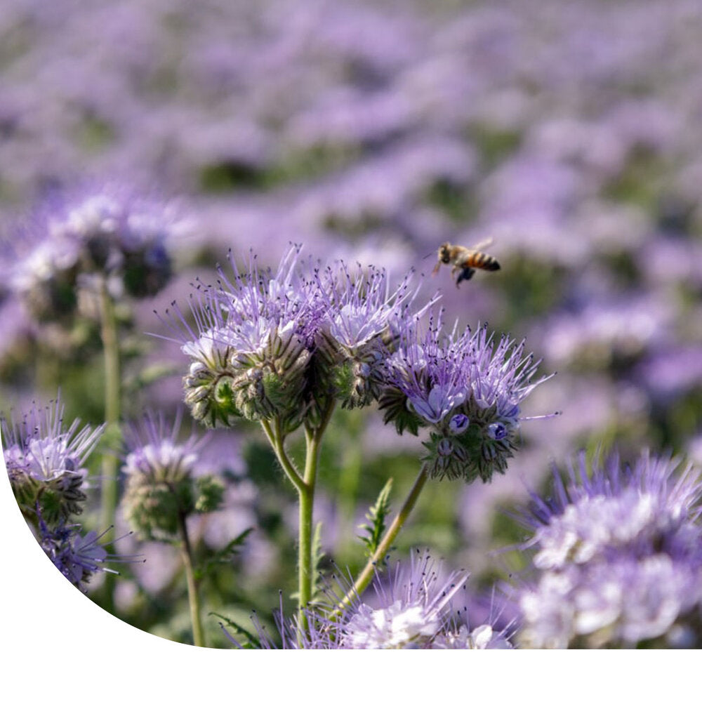  Phacelia Bijenvriend - Phacelia Tanacetifolia