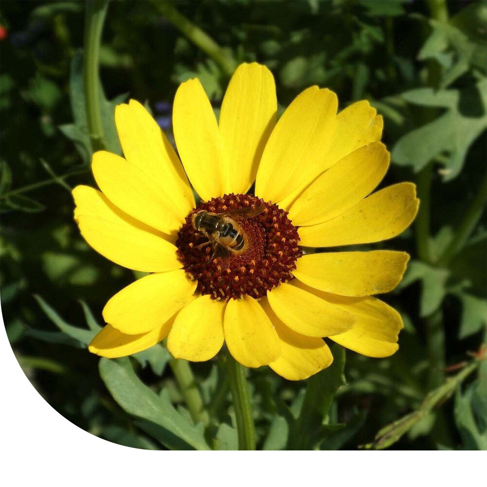  Gele Ganzenbloem - Chrysanthemum Segetum