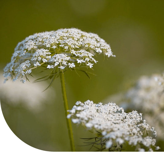  Wilde Peen - Daucus Carota