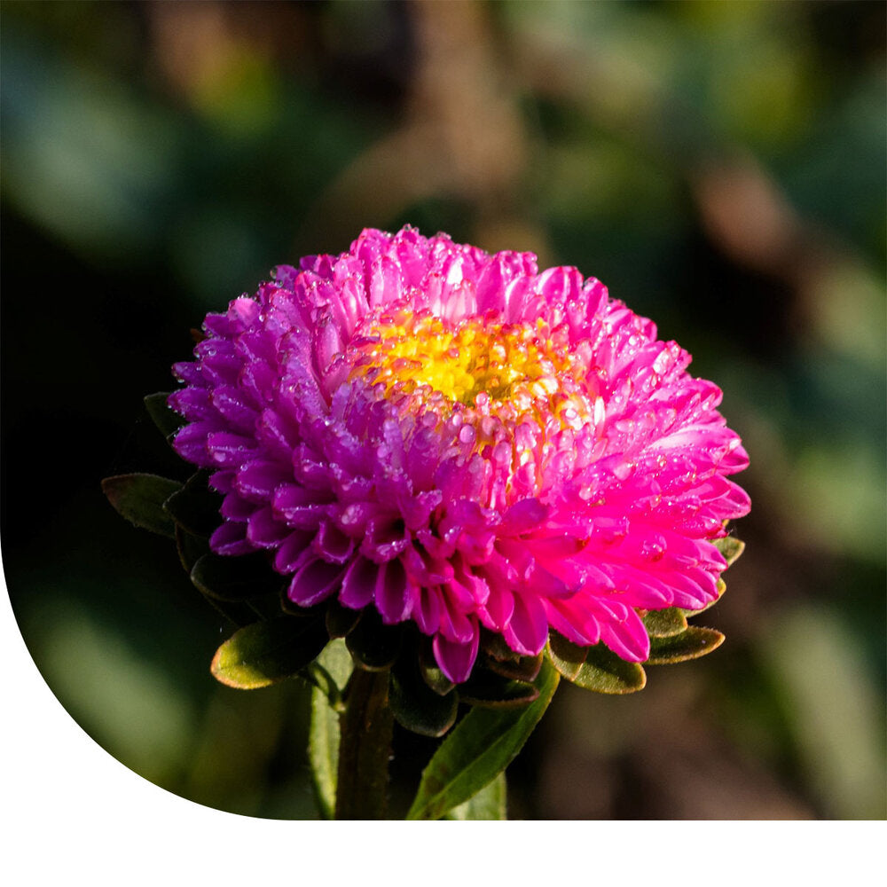  Zomeraster 'Pompon' - Callistephus Chinensis