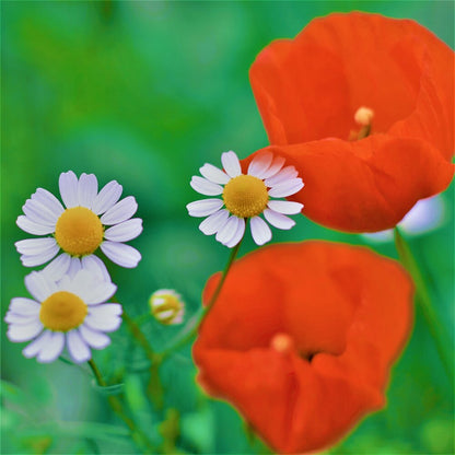  Akkerflora 6-tal