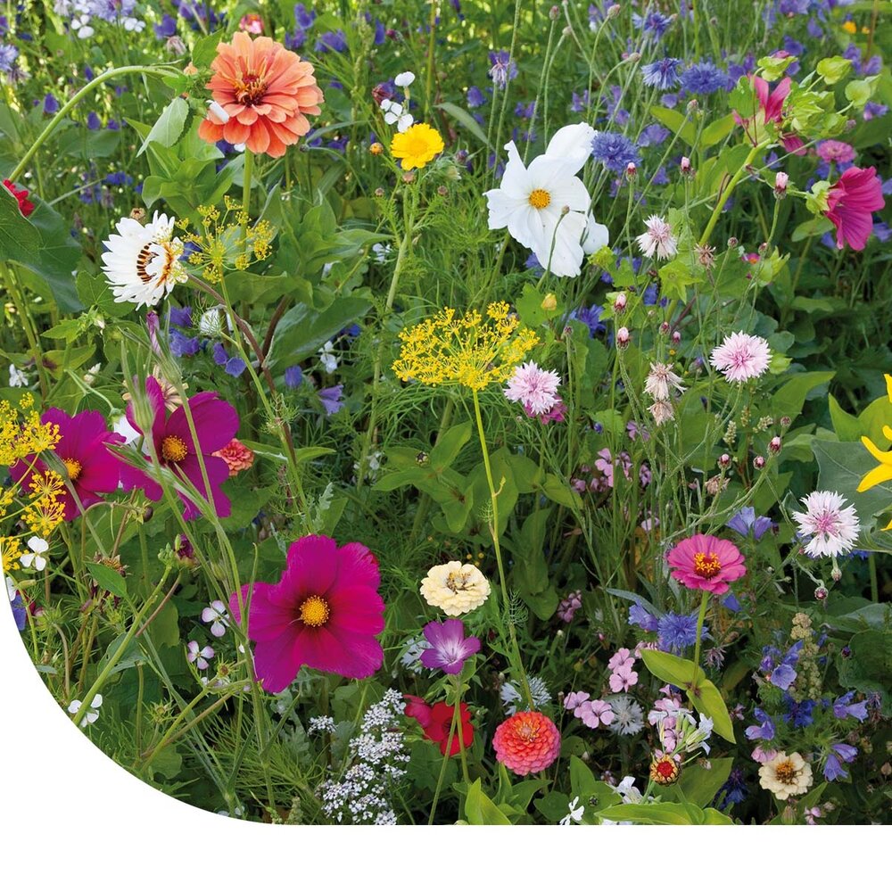  Zomerbloemenmengsel 1-jarig