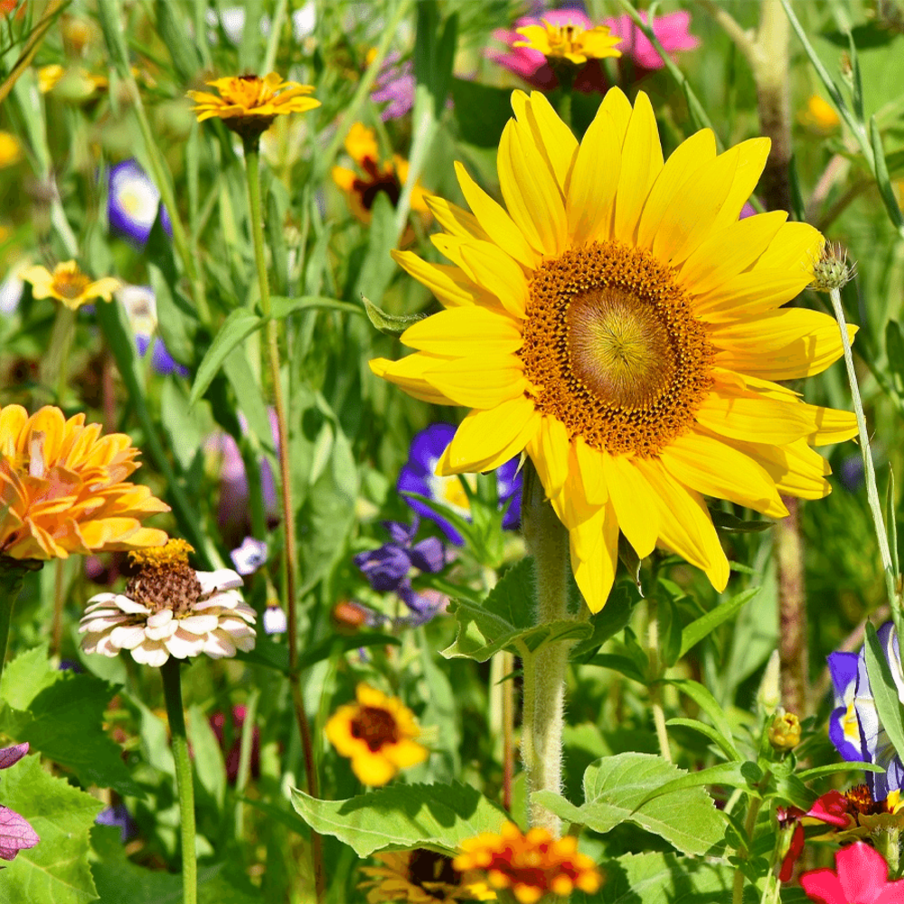  Bloemenmix Paardenweide