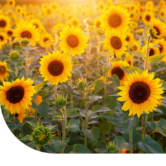  Reuzenzonnebloem 'Taiyo' - Helianthus Annuus