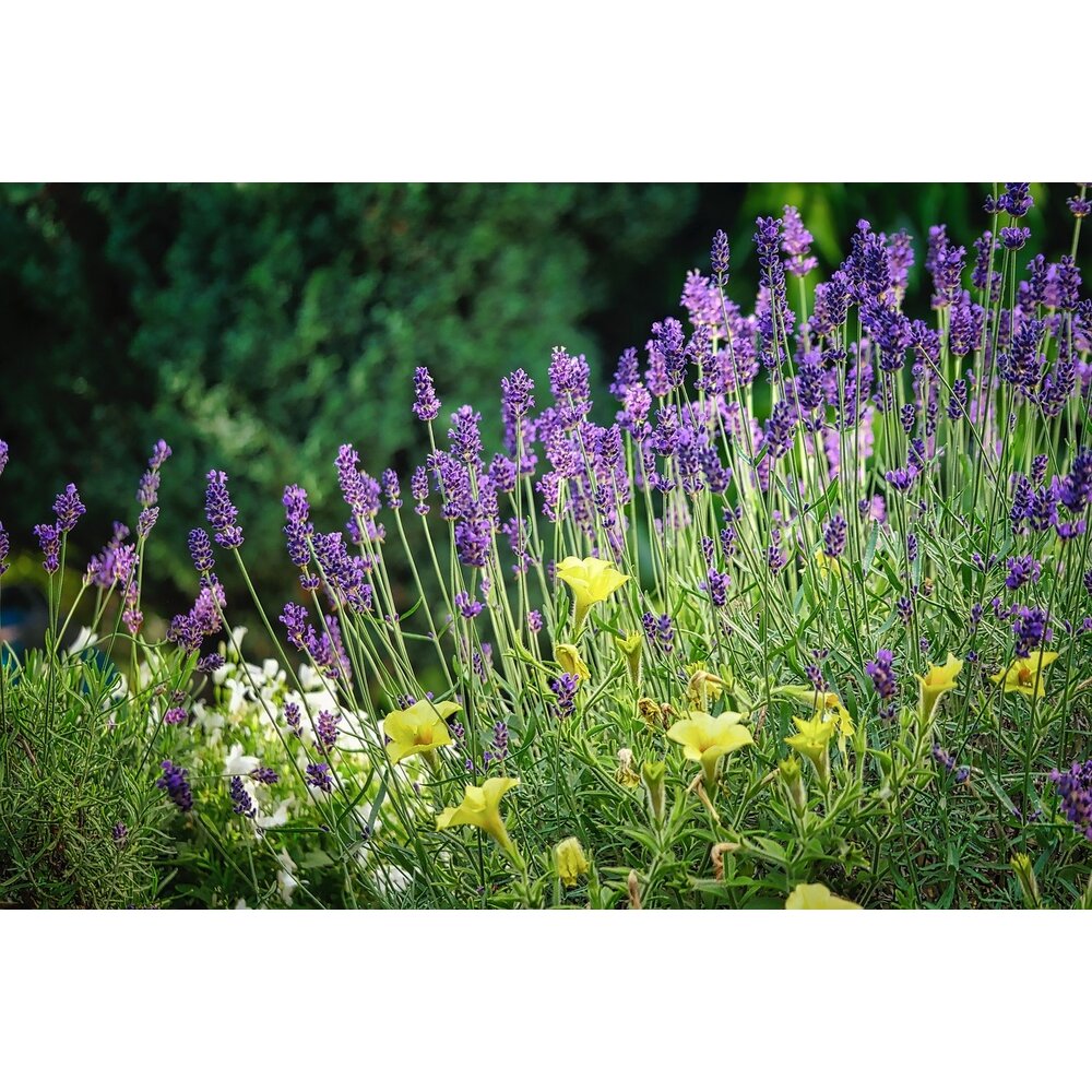  Bloemenmengsel Geurende Tuinen 1-jarig