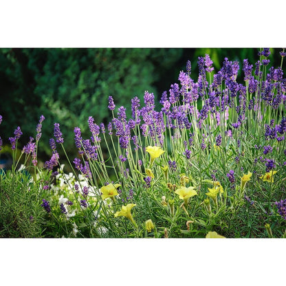  Bloemenmengsel Geurende Tuinen 1-jarig