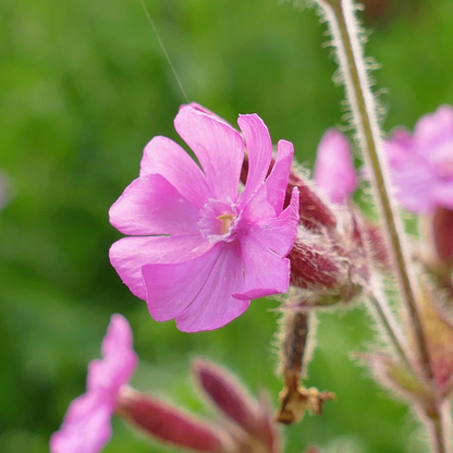  Bosrand Bloemenmengsel Schaduw Inheems - Meerjarig