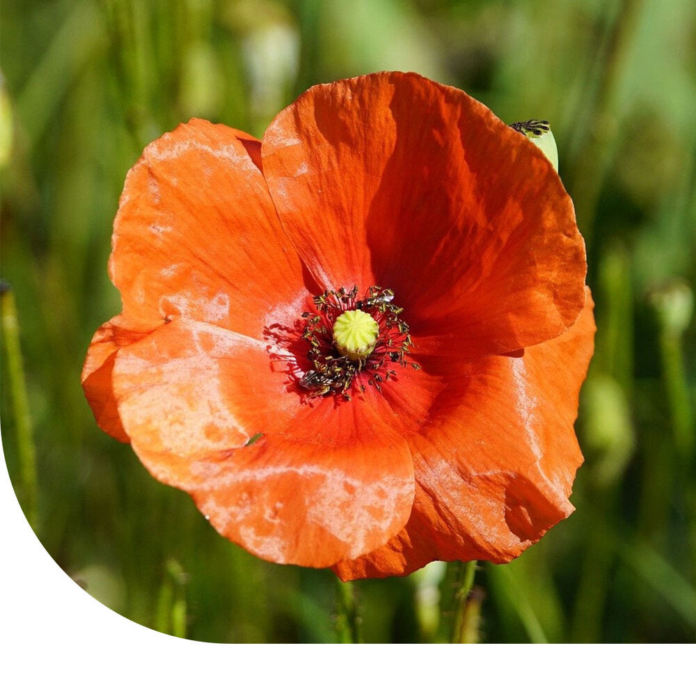  Bleke Klaproos - Papaver Dubium