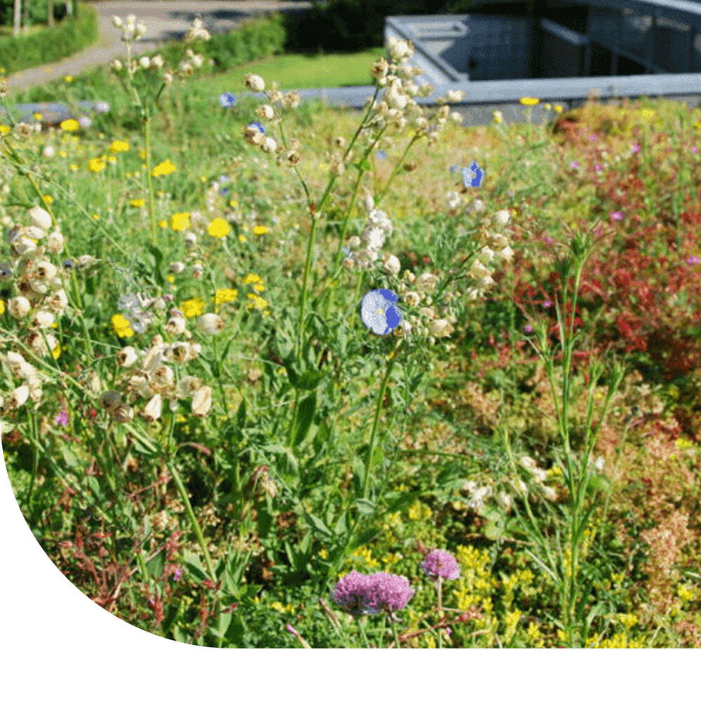  Sedumdak Bloemenmengsel