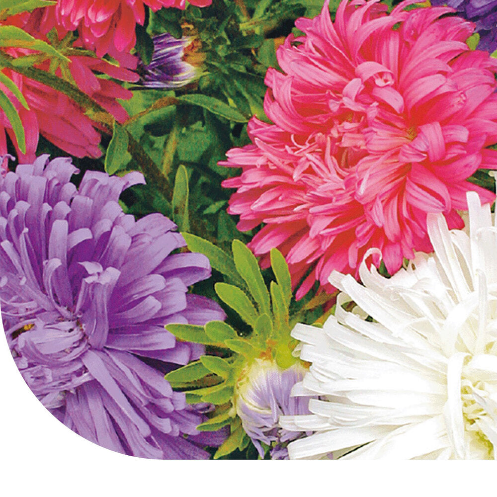  Struisveder (Zomeraster) - Gemengd
