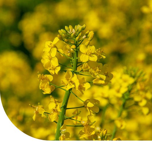  Gewoon Barbarakruid - Barbarea Vulgaris