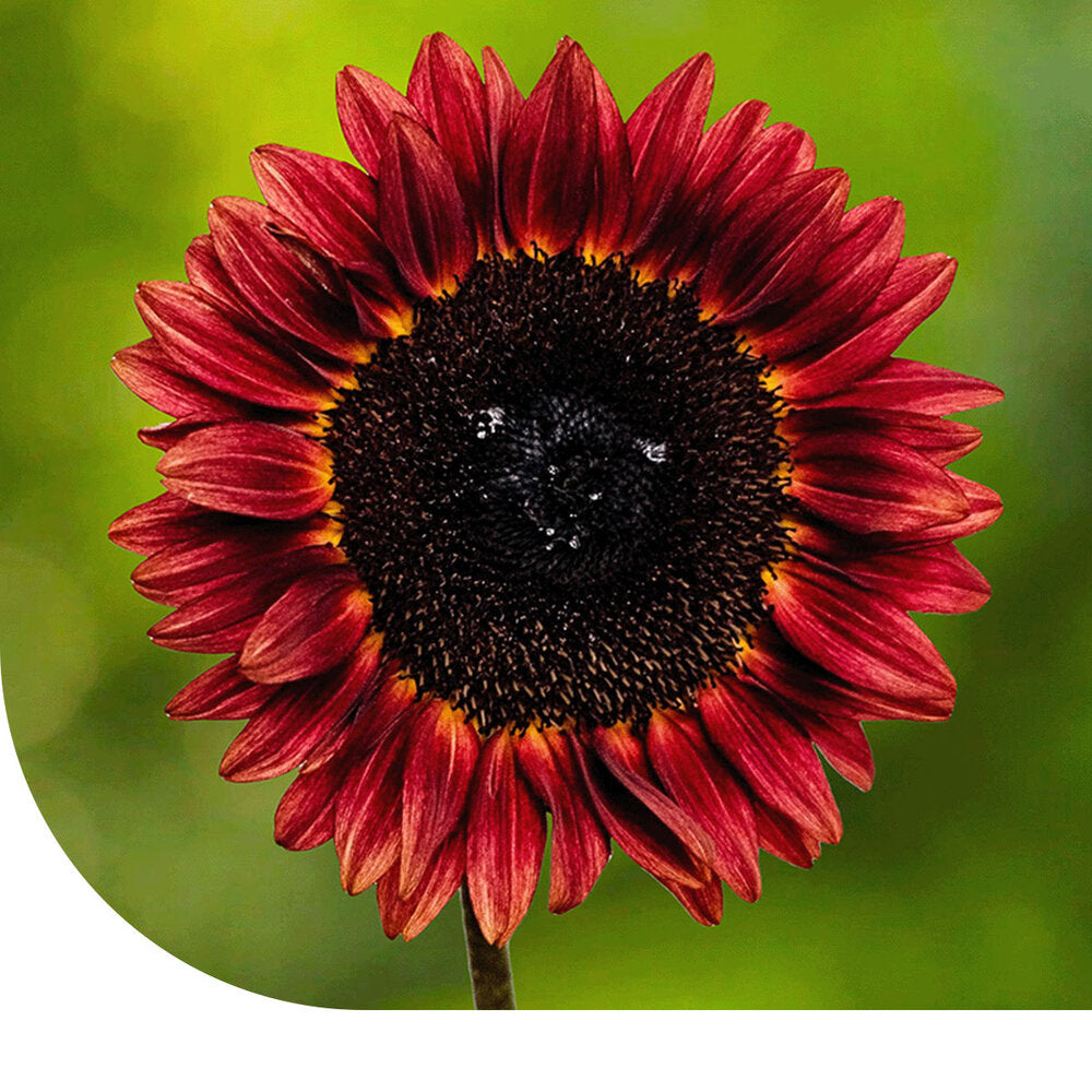  Zonnebloem "Avondzon"