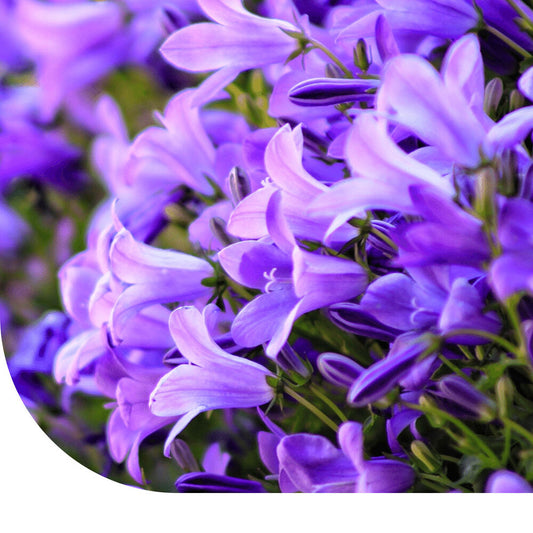 Mariëtteklokje - Campanula Medium
