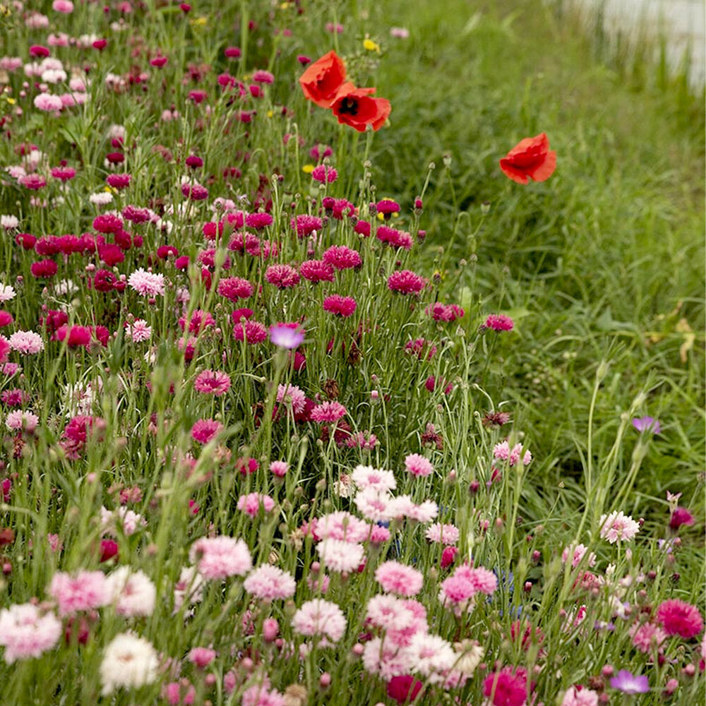  Zomerbloemen Roze & Rode Tinten Mix