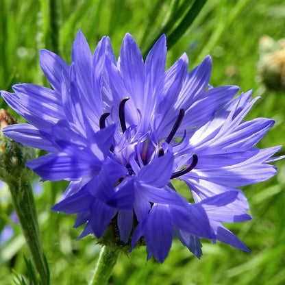  Akkerflora 10-tal