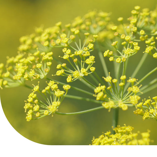  Knolvenkel'Fino' - Foeniculum Vulgare