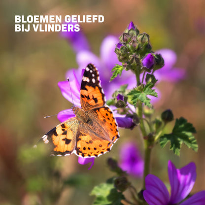  Vlinderbloemenmengsel één-en Meerjarig
