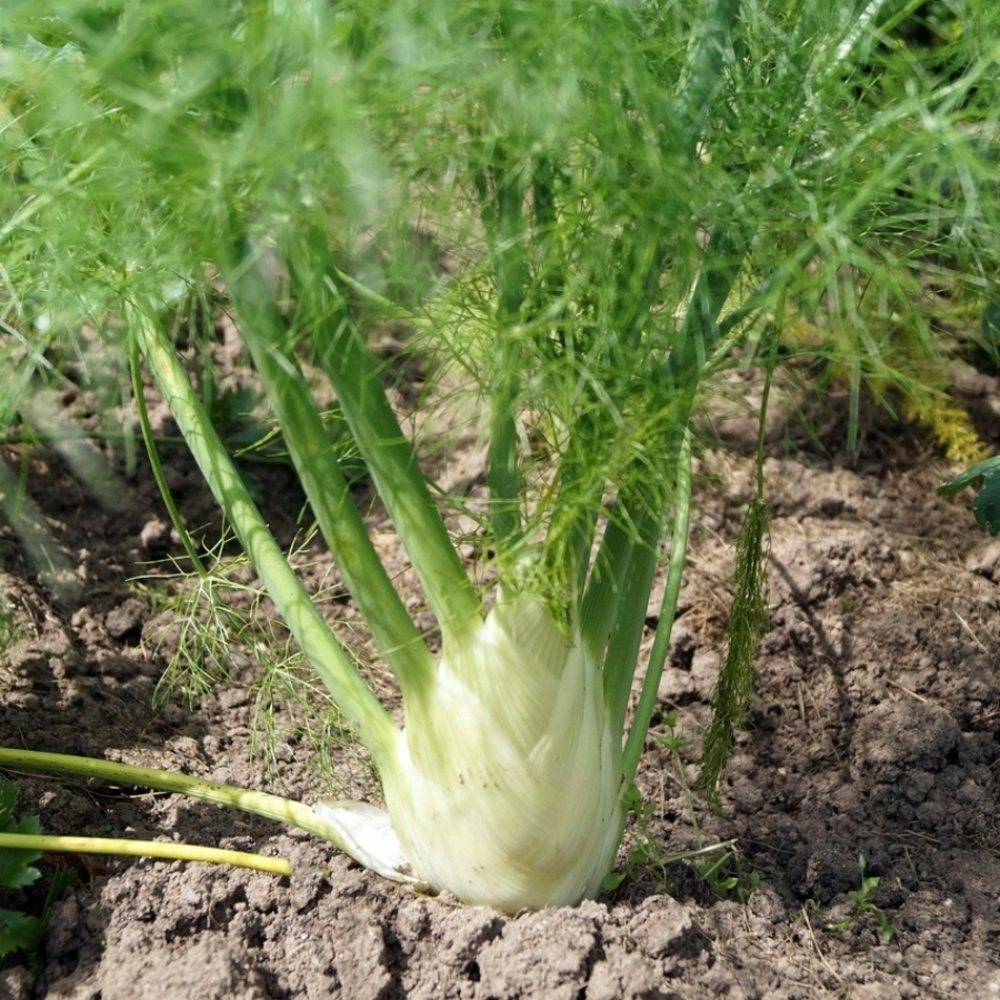  Knolvenkel'Fino' - Foeniculum Vulgare