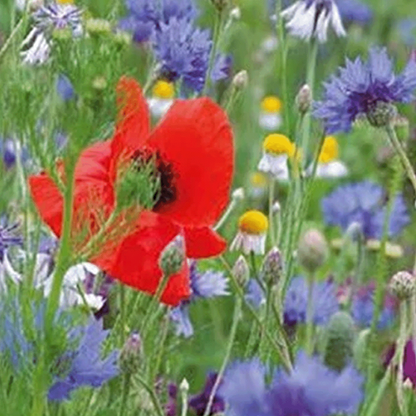  Bloemenmengsel Inheems