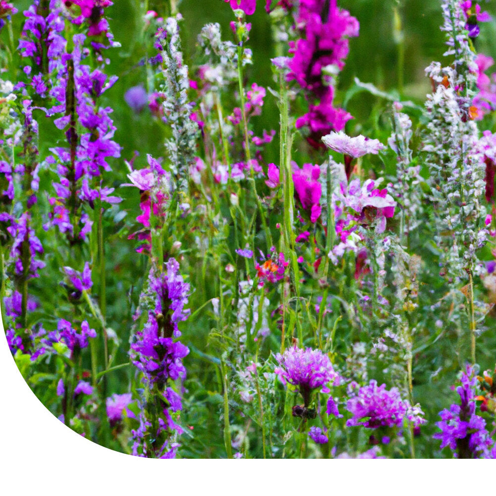  Paarse Wilde Bloemen Mix - 14 Soorten