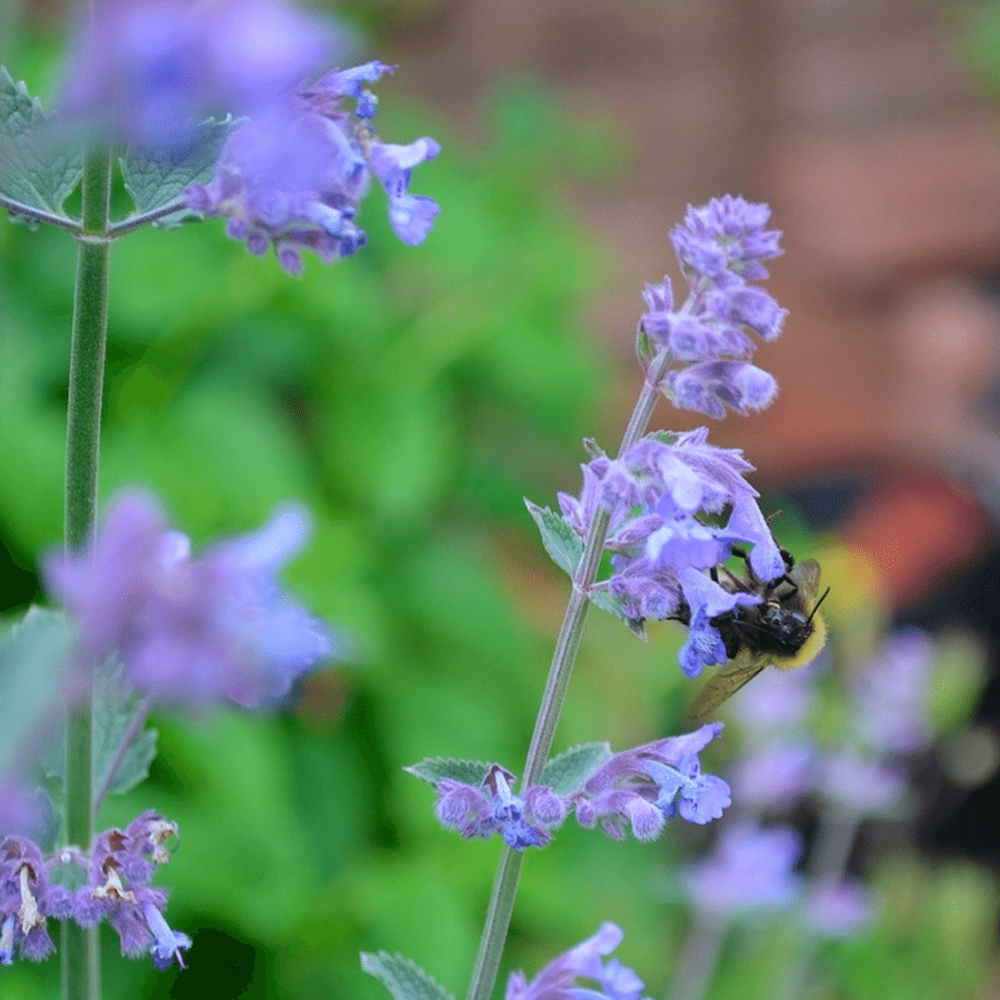  Blauw Kattenkruid - Nepeta Mussinii