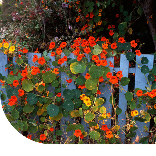  Oost-Indische Kers 'Whirlybird Mix' - Tropaeolum Majus Nanum