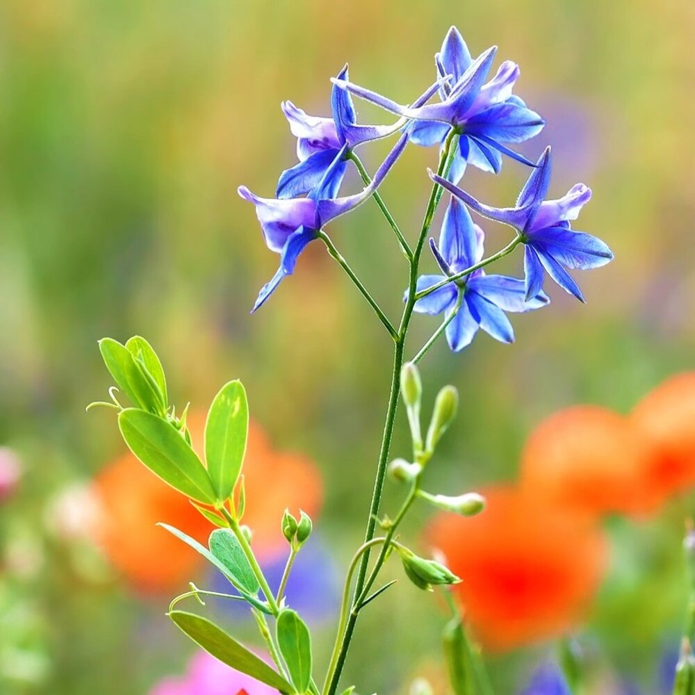  Akkerflora 10-tal