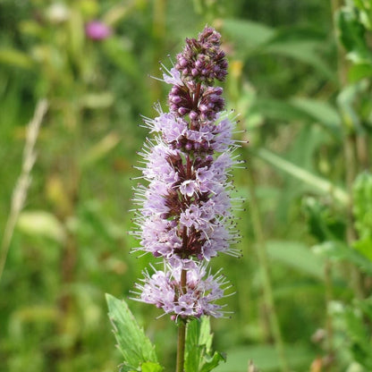  Kruizemunt - Mentha Spicata