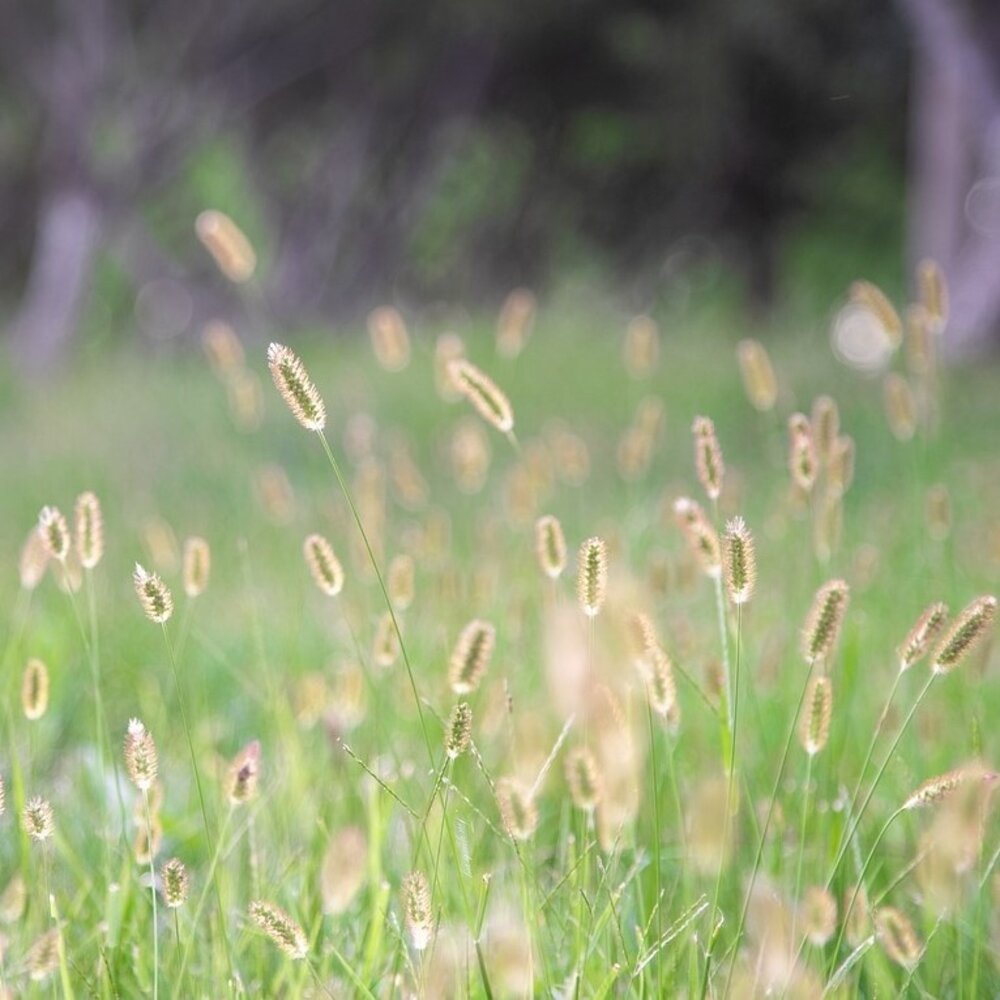  Timotheegras - Phleum Pratense