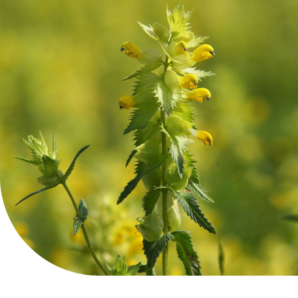  Grote Ratelaar -Rhinanthus Angustifolius