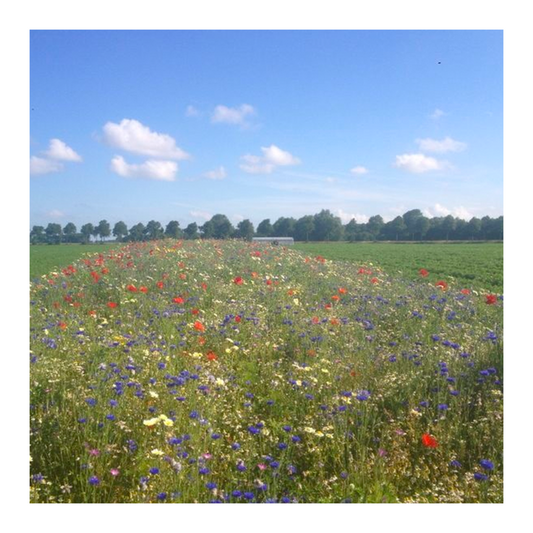  Functionele Agro Biodiversiteit (FAB) Mengsel