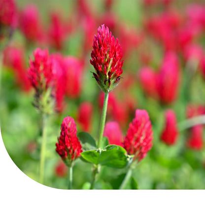  Inkarnaat Klaver - Trifolium Incarnatum