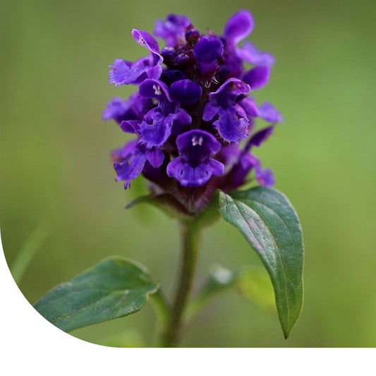  Gewone Brunel - Prunella Vulgaris