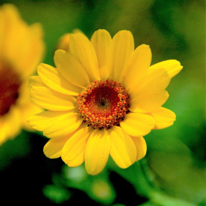  Akkerflora 10-tal