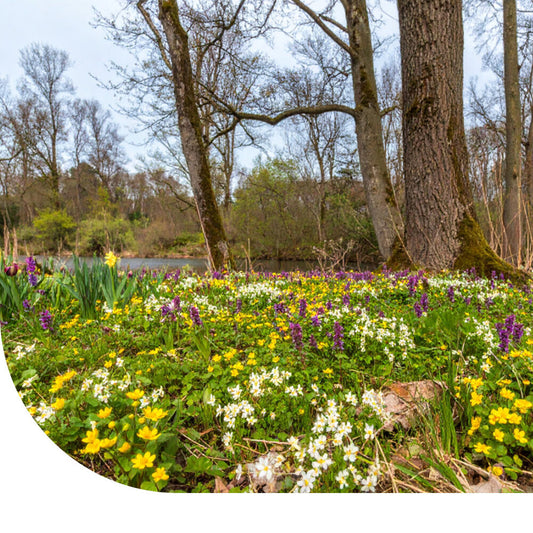  Type G3 - Bloemrijk Grasland - Natte Grond