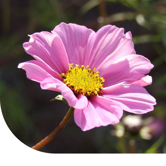 Cosmea 'Daydream' - Cosmos Bipinnatus