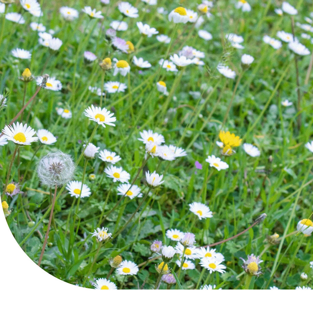  M1 - Bloemrijk Graslandmengsel Middelhoog