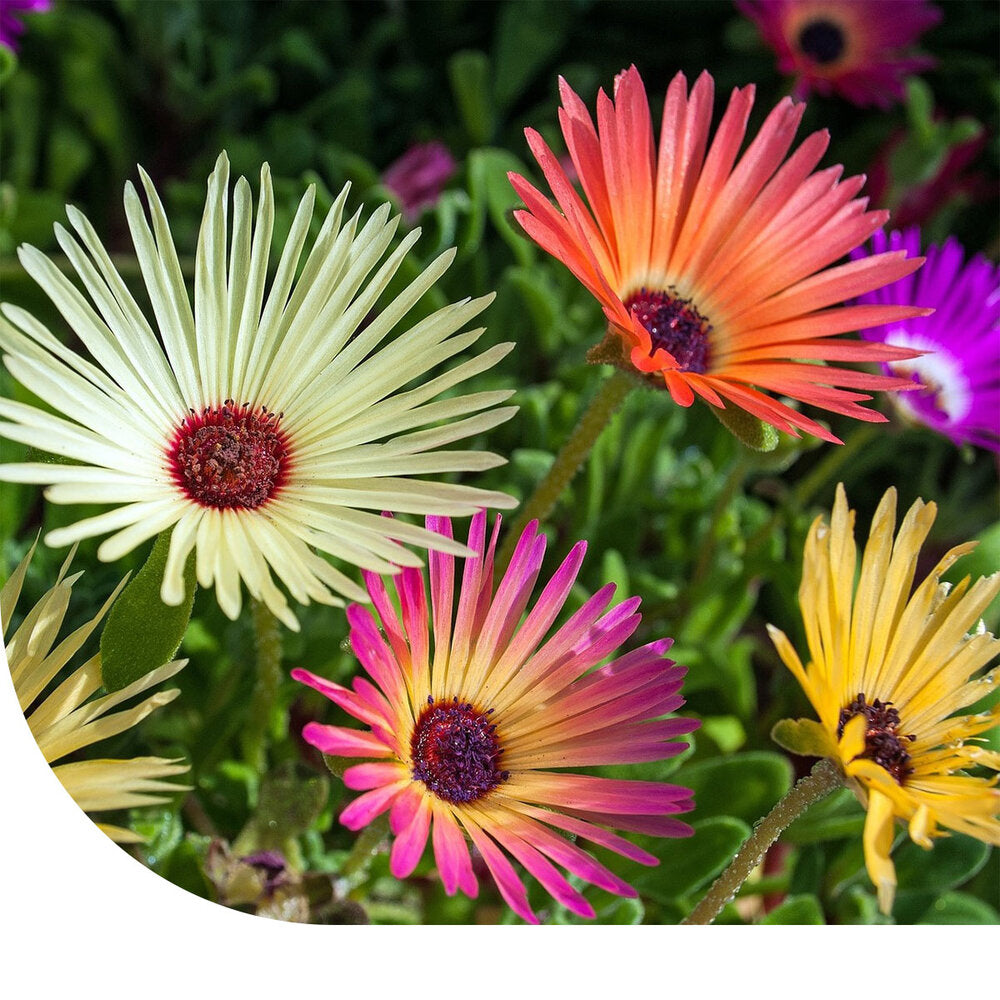  IJsbloemgemengd - Mesembryanthemum