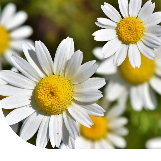  Margriet 'May Queen' - Chrysanthemum Vernale
