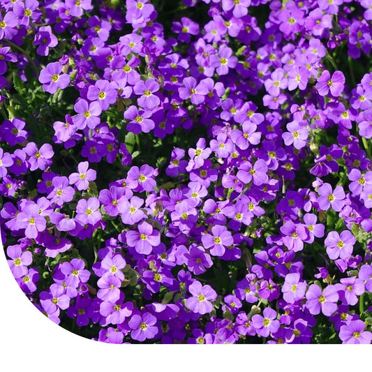  Blauwkussen - Aubrieta Hybridia Mix