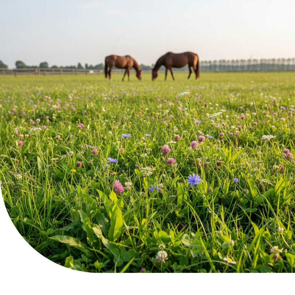  Kruidenmix Paardenweide