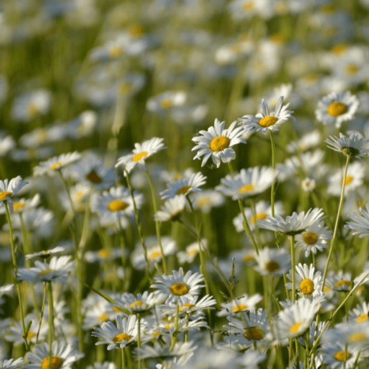  Margrietenmengsel 1 - Inheems Natuurmengsel
