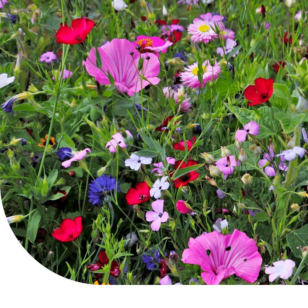  Zomerbloemenmengsel Hoog - Meerjarig