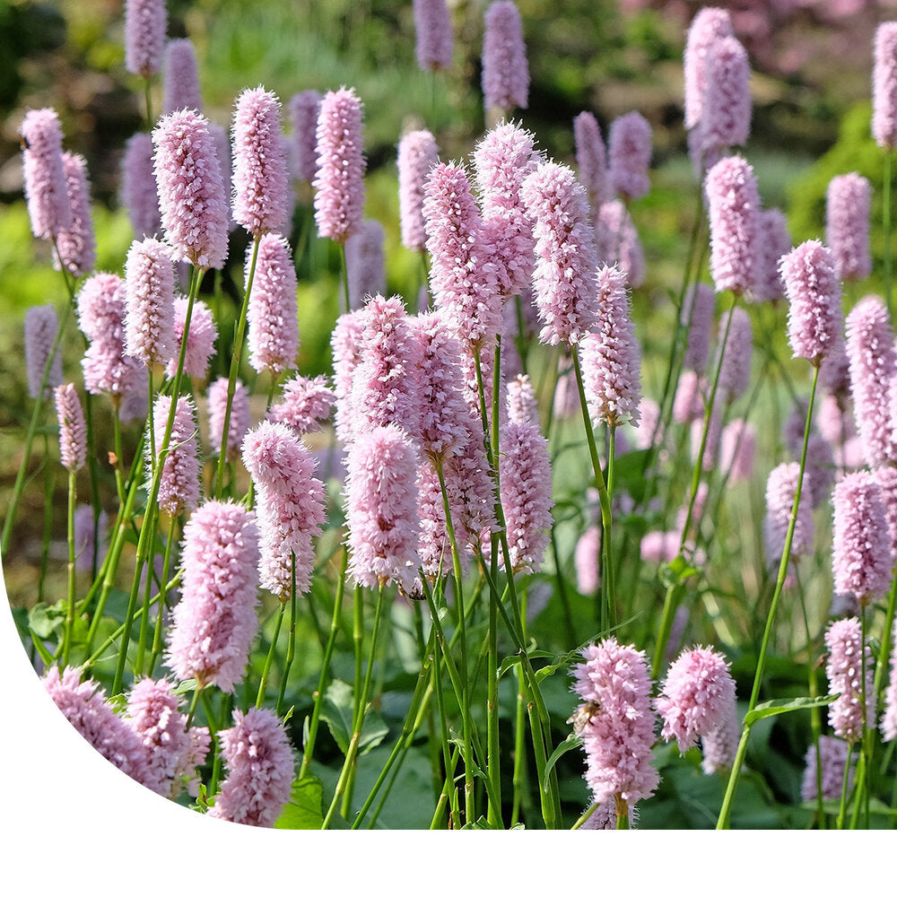  Adderwortel - Bistorta Officinalis