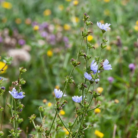  Grutto Inheems Bloemenmengsel & Weidevogels